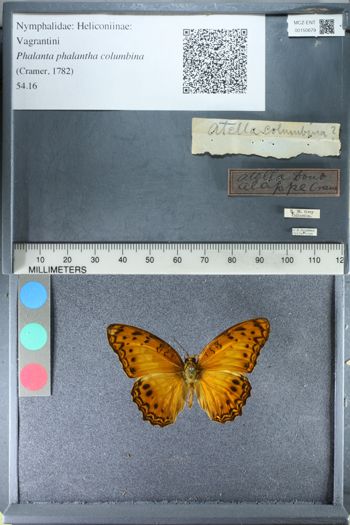Media type: image;   Entomology 150679